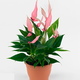 Галя заказ антуриумов - отзыв